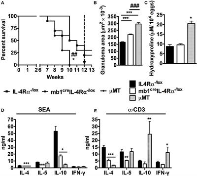 Interleukin-4 Receptor Alpha Expressing B Cells Are Essential to Down-Modulate Host Granulomatous Inflammation During Schistosomasis